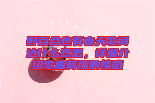 野百合也有春天歌詞達(dá)什么意思，詳細(xì)介紹歌曲背后的情感