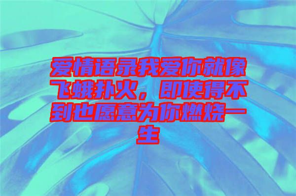 愛情語錄我愛你就像飛蛾撲火，即使得不到也愿意為你燃燒一生